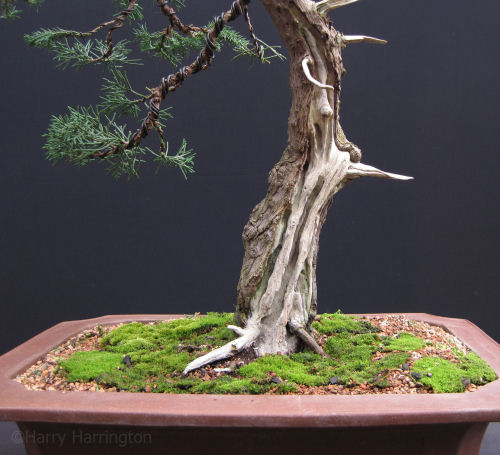 Chinese Juniper Bonsai